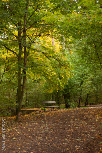 Fototapeta Naklejka Na Ścianę i Meble -  a lonely bench in autumn. a lonely bench is under the yellow green foliage of the trees in autumn. Leaves fell to the ground.