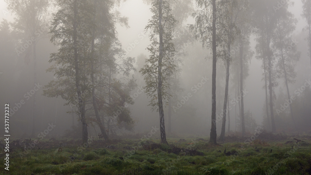 Mgła w lesie - obrazy, fototapety, plakaty 