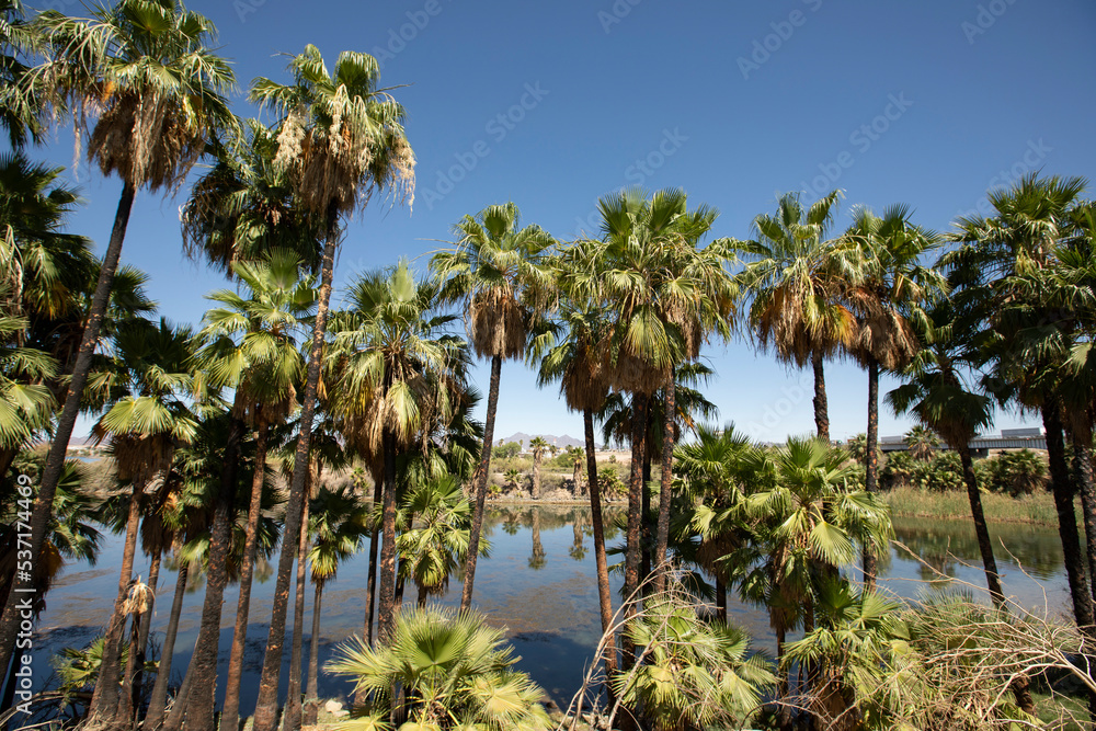 Palm trees frame the Colorado River as it flows through the border of California and Arizona, USA.