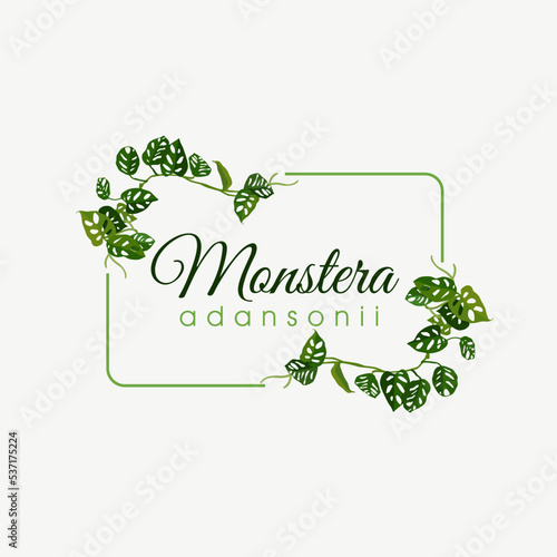 monstera andansonii plant illustration vector