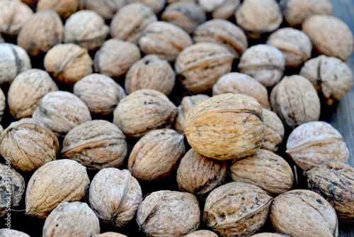 closeup on a walnut  in its shell put on a heap of other walnuts