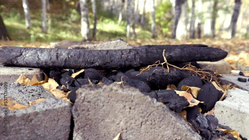 Coal after a fire in the autumn forest. Yellow leaves fall to the ground and to the place where there was a fire. Birch grove. White tree trunks. Green grass grows in places. There are light stones Coal after a fire in the autumn forest. Yellow leaves fall to the ground and to the place where there was a fire. Birch grove. White tree trunks. Green grass grows in places. There are light stones
