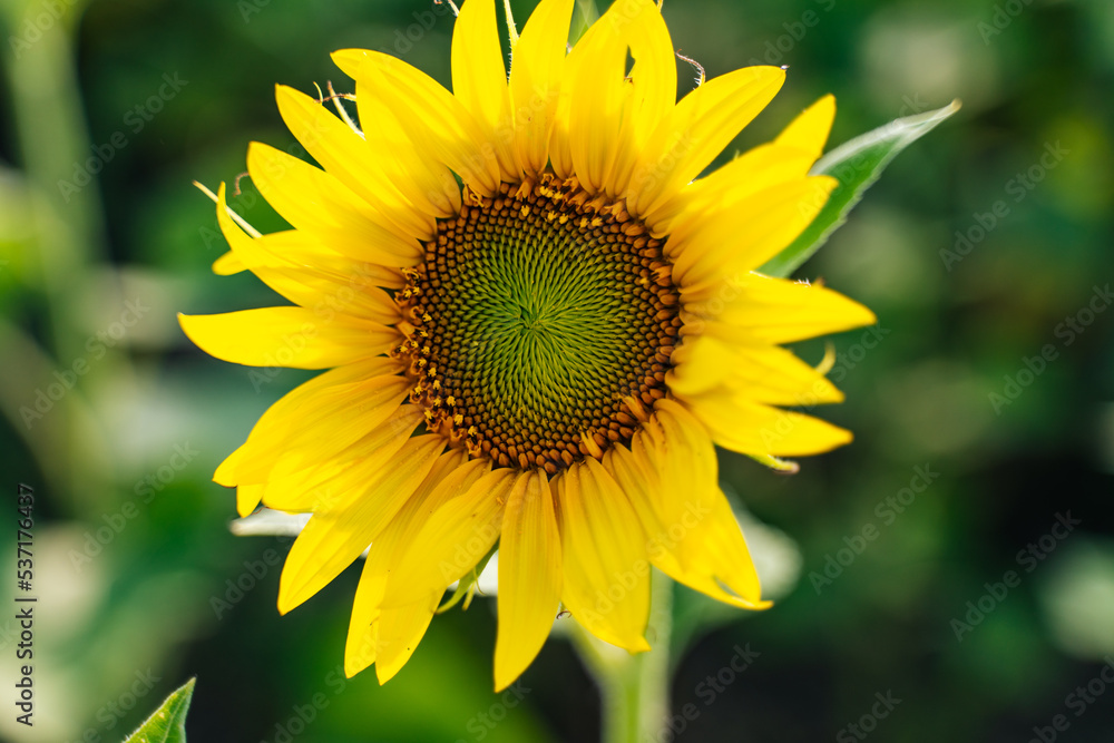 Sunflower flower on agriculture field, growing sunflower for production. Sunflower flower on agriculture field, growing sunflower for production.