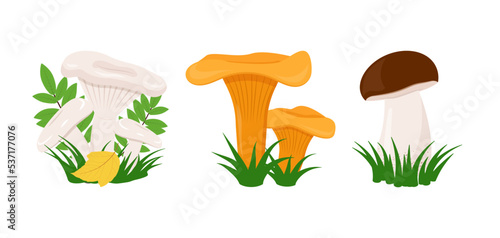 Edible forest mushrooms set of flat illustrations