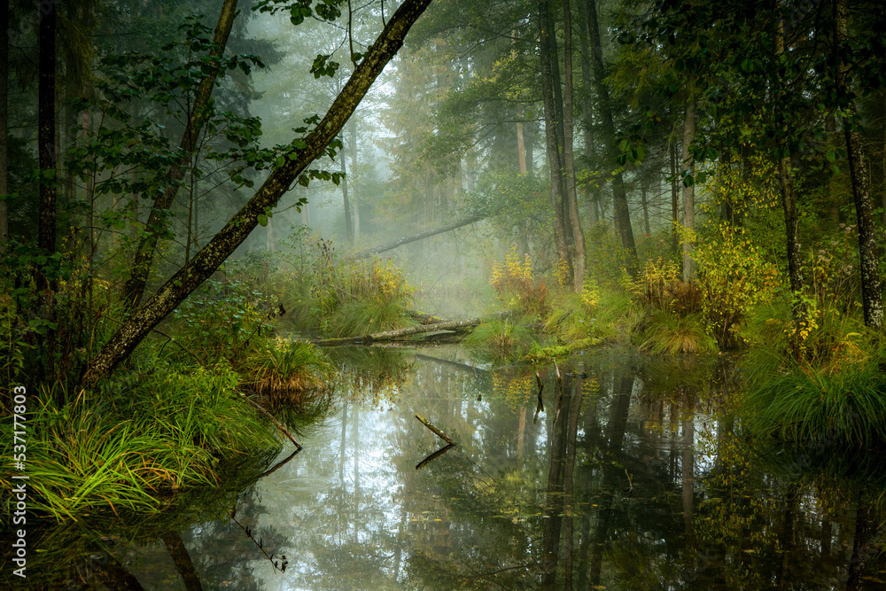 Obraz na płótnie Strumień i bagna w Puszczy Knyszyńskiej las, powalone drzewa, mgła, nastrój, tajemniczość, krajobraz, stare drzewa,  w salonie