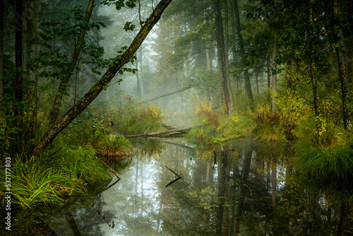 Strumień i bagna w Puszczy Knyszyńskiej las, powalone drzewa, mgła, nastrój, tajemniczość, krajobraz, stare drzewa, 