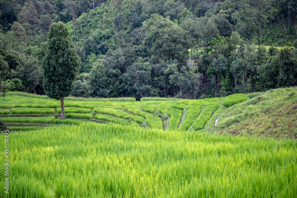 Photo of rice terraces and blurred nature background 