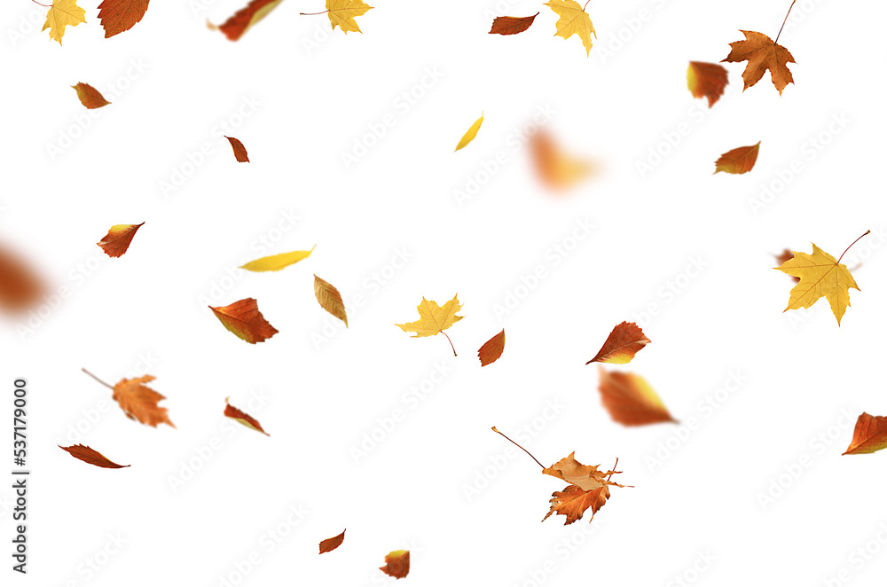 autumn leaves are falling flying white background isolated - obrazy, fototapety, plakaty 