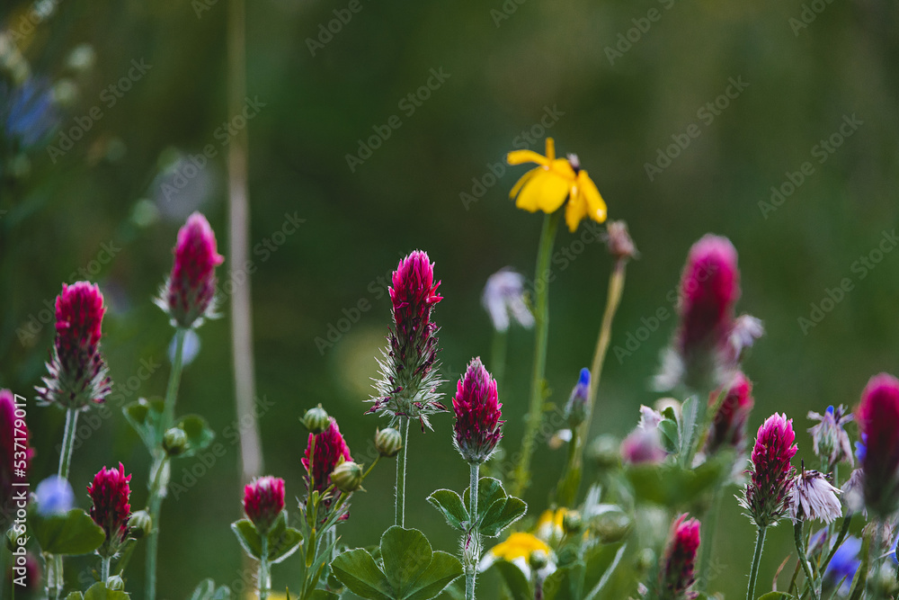 wildflowers in a meadow close-up in europe on a warm summer day wildflowers in a meadow close-up in europe on a warm summer day