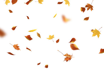 autumn leaves are falling flying white background isolated