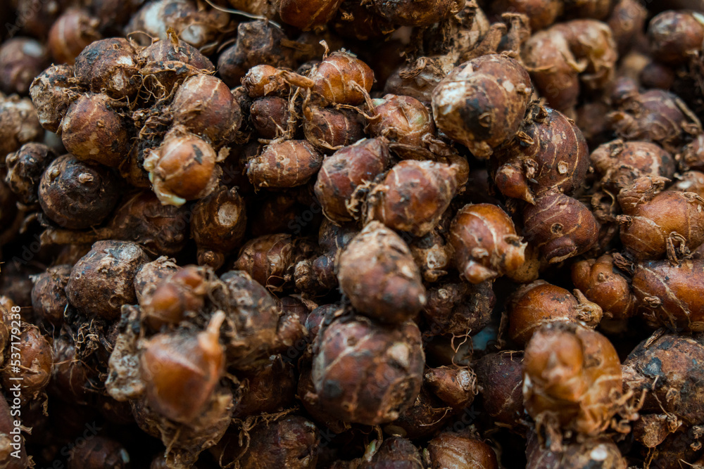 Close-up of a pile of kencur after harvesting, a spice plant as well as a medicinal plant whose benefits come from its roots for drinking or herbal medicine Close-up of a pile of kencur after harvesting, a spice plant as well as a medicinal plant whose benefits come from its roots for drinking or herbal medicine