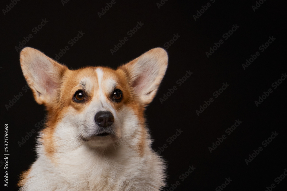 Studio portrait of a Pembroke Welsh Corgi dog on a black background. A place for text and advertising. Studio portrait of a Pembroke Welsh Corgi dog on a black background. A place for text and advertising.