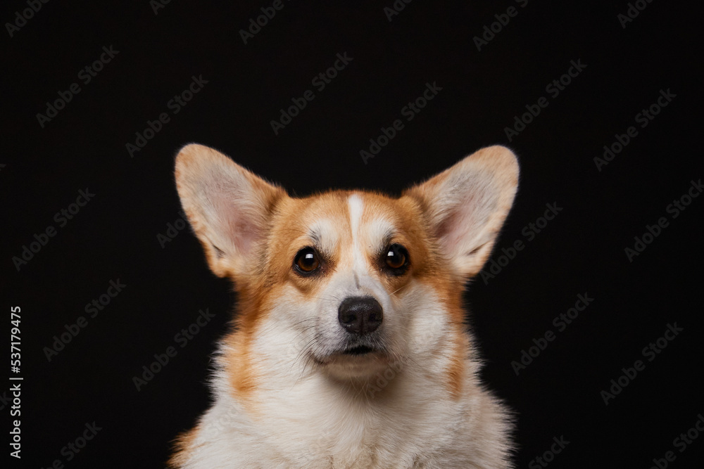 Studio portrait of a Pembroke Welsh Corgi dog on a black background. A place for text and advertising.