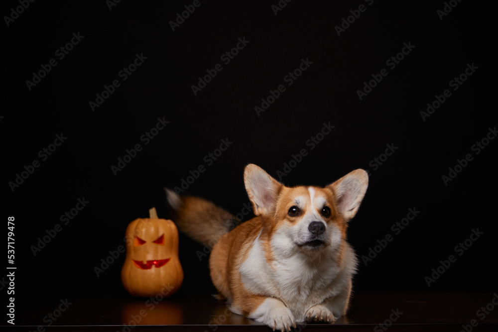 A corgi breed dog with a pumpkin for Halloween. A dog and a pumpkin on a black background.