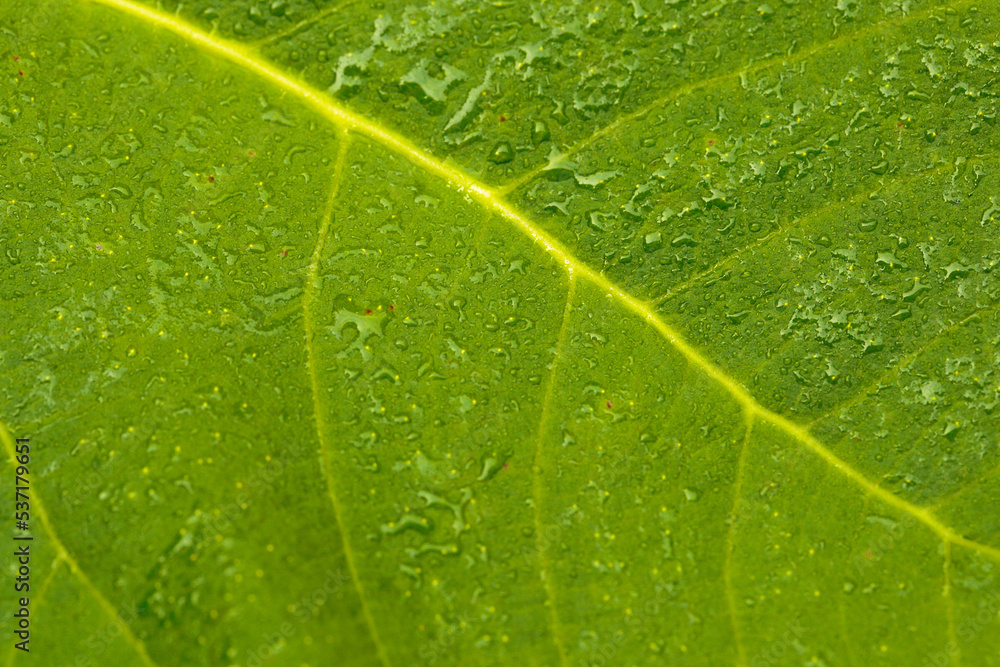 close up wet green leat texture close up wet green leat texture