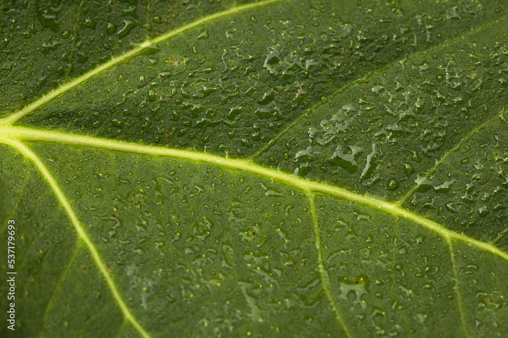 close up wet green leat texture close up wet green leat texture