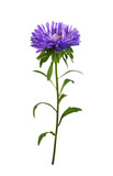 Purple aster flower isolated