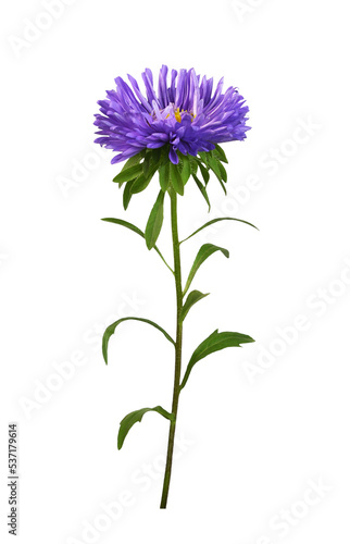 Purple aster flower isolated photo