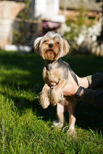 A cute, small, fluffy Yorkshire terrier sits in the guy's arms, staring into the camera on a sunny summer afternoon against the backdrop of a green flower garden. © staskirilash