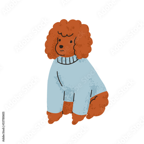 Cute funny little dog of poodle breed. Small canine animal, miniature puppy wearing clothes. Adorable purebred doggy, pudel pup with curly hair. Flat vector illustration isolated on white background