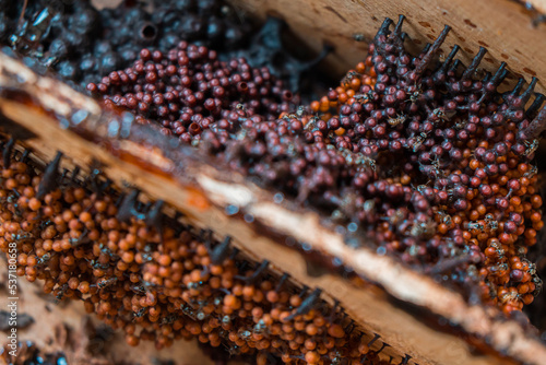 Detail of stingless beekeeping trigona producing one of the finest honey and pollen in a propolis bag, selective focus, close up image photo