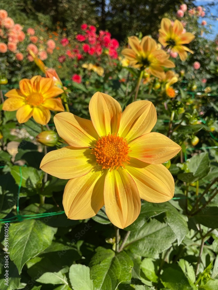 yellow and orange flowers yellow and orange flowers