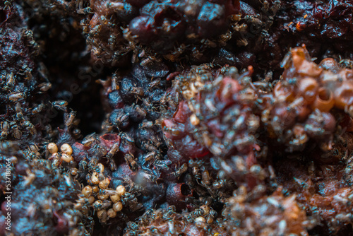 Detail of stingless beekeeping trigona producing one of the finest honey and pollen in a propolis bag  selective focus  close up image