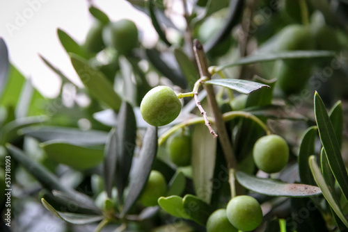 Olive branch closeup view