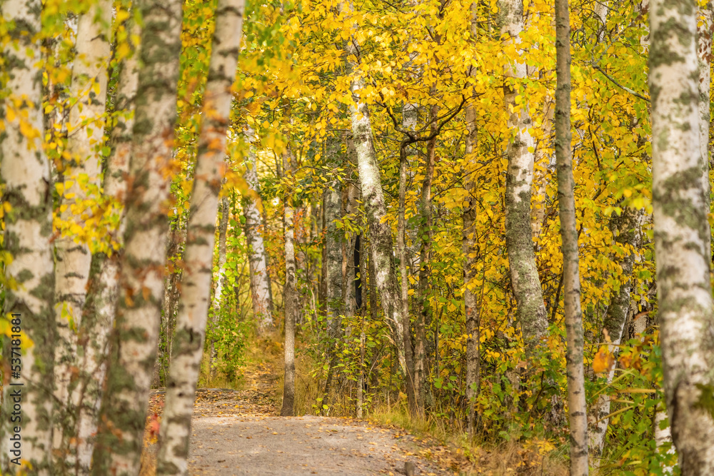 Fototapeta premium autumn in the forest
