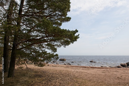 Fototapeta Naklejka Na Ścianę i Meble -  Rocky seashore and trees on the island of Kaunissaari, Pyhtää, Finland.