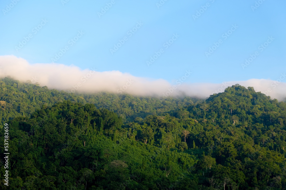View ofvast rainforest with dense green trees on remote wilderness tropical island of Bougainville, Papua New Guinea, low hanging white clouds over forest and blue sky in the tropics of Melanesia  - obrazy, fototapety, plakaty 
