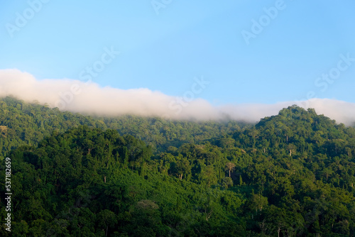 View ofvast rainforest with dense green trees on remote wilderness tropical island of Bougainville  Papua New Guinea  low hanging white clouds over forest and blue sky in the tropics of Melanesia 