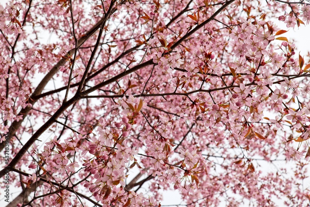 Closeup of a blooming cherry tree branches.