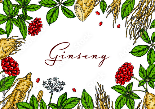 Ginseng colorful horizontal design. Hand drawn botanical vector illustration in sketch style. ..Can be used for packaging, label, badge. Herbal medicine background.. photo