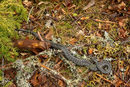 Common european viper on the ground in forest.
