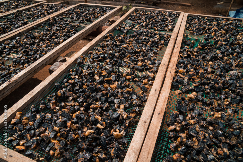 Drying thiwul under the hot sun, a traditional brown & black food from Gunung Kidul, Indonesia that comes from cassava tubers Drying thiwul under the hot sun, a traditional brown & black food from Gunung Kidul, Indonesia that comes from cassava tubers