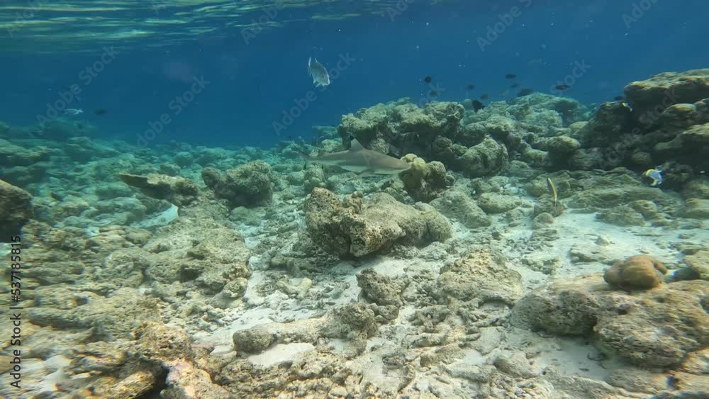 Blacktip Reef Shark Swims in Blue Laccadive Sea with other Fish. Carcharhinus Melanopterus in Maldivian Indian Ocean. Blacktip Reef Shark Swims in Blue Laccadive Sea with other Fish. Carcharhinus Melanopterus in Maldivian Indian Ocean.