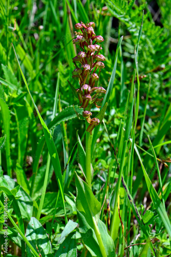 Frog orchid // Grüne Hohlzunge (Coeloglossum viride, Dactylorhiza viridis)