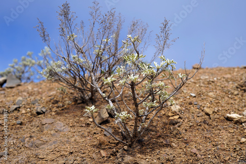 Dry and clayey ground in which small bushes of hardy plants grow.