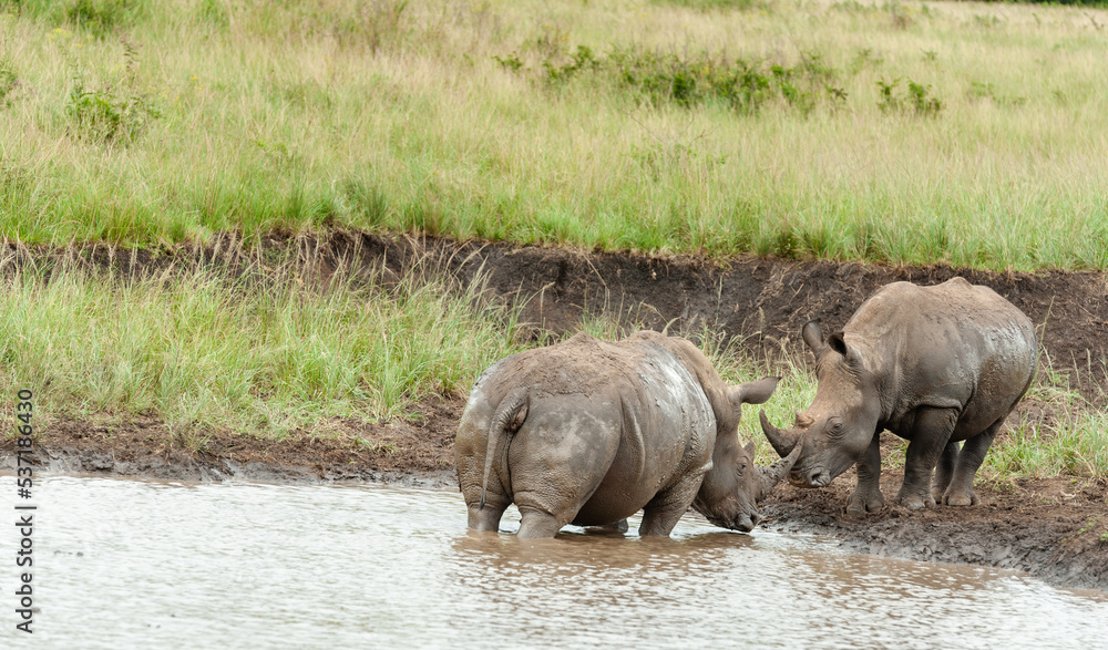White Rhino mother and calf, baby at a waterhole White Rhino mother and calf, baby at a waterhole