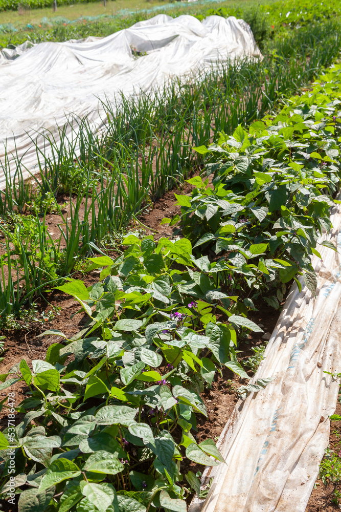 Au potager rang d'haricots vert et d'oignons en pleine terre en — free download