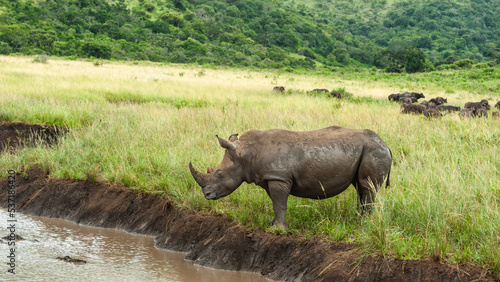 White rhino standing on the bank at a waterhole