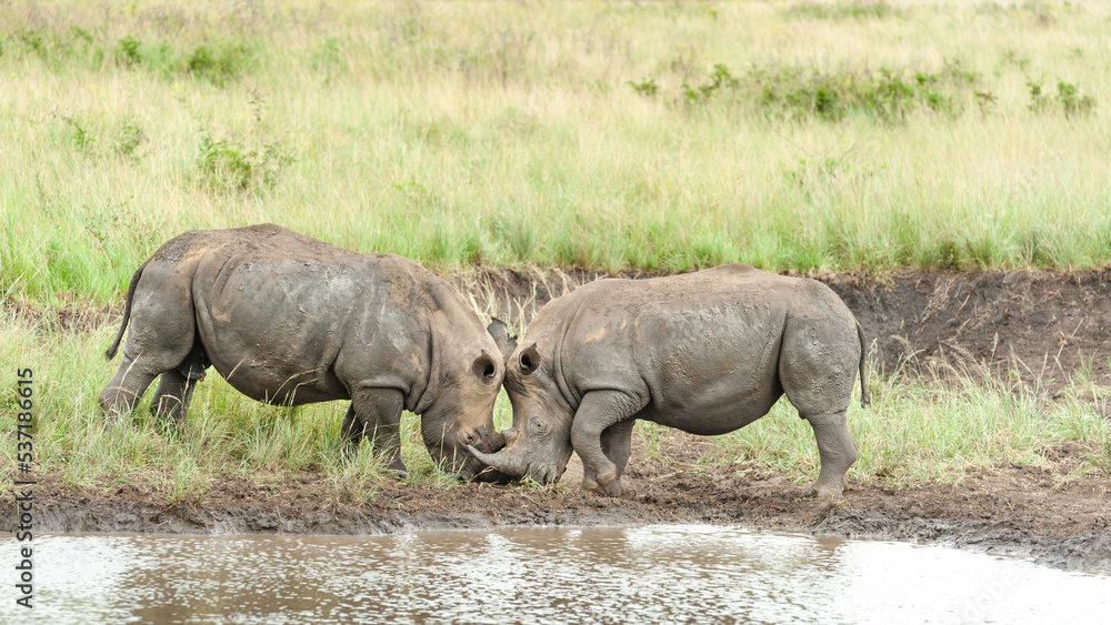 Fototapeta premium White Rhino mother and calf, baby at a waterhole