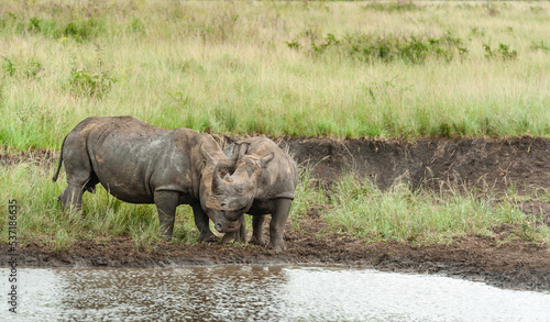 White Rhino mother and calf  baby at a waterhole