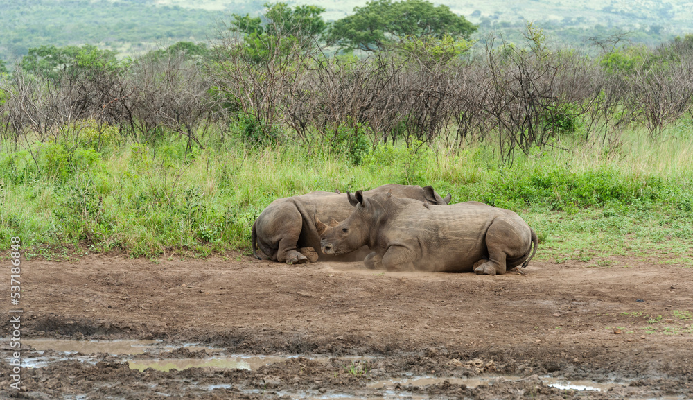 White Rhino and big calf lying in the sand at a waterhole White Rhino and big calf lying in the sand at a waterhole
