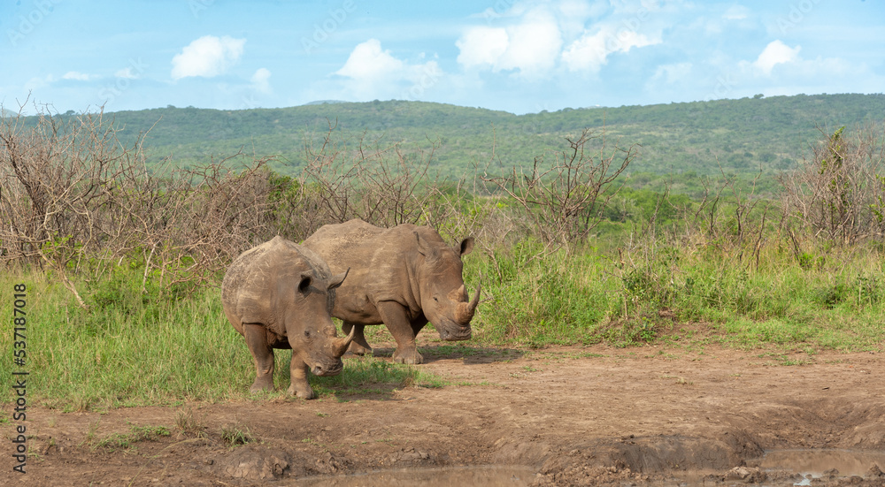 Obraz premium White Rhino