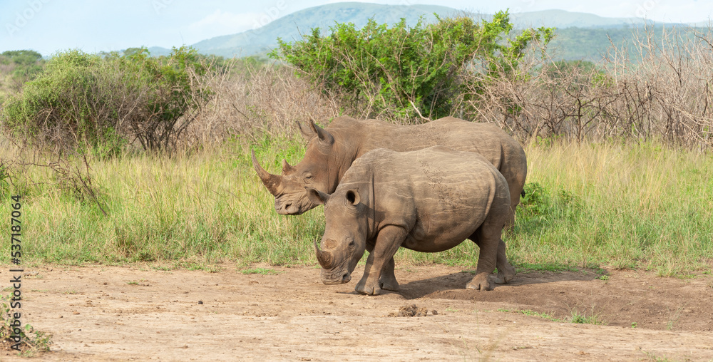 Fototapeta premium White Rhino