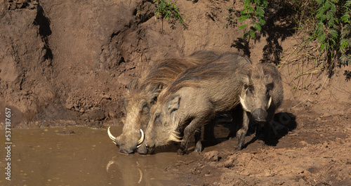 Wallpaper Mural Family of warthog at a waterhole in the mud Torontodigital.ca