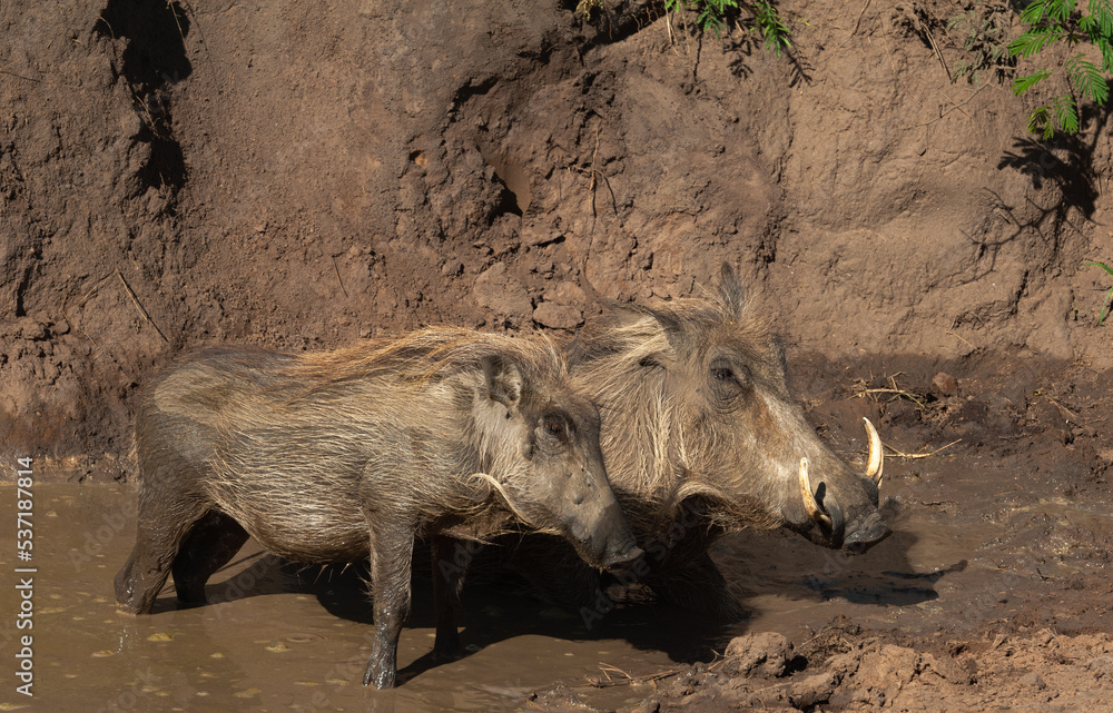 Fototapeta premium Family of warthog at a waterhole in the mud