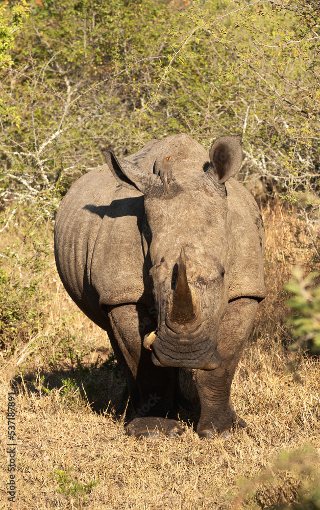 Fototapeta premium White Rhino in the late afternoon sun